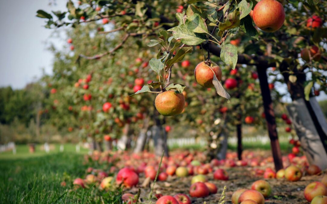 The Bug That Eats Acid Might Save Your Apple Crop